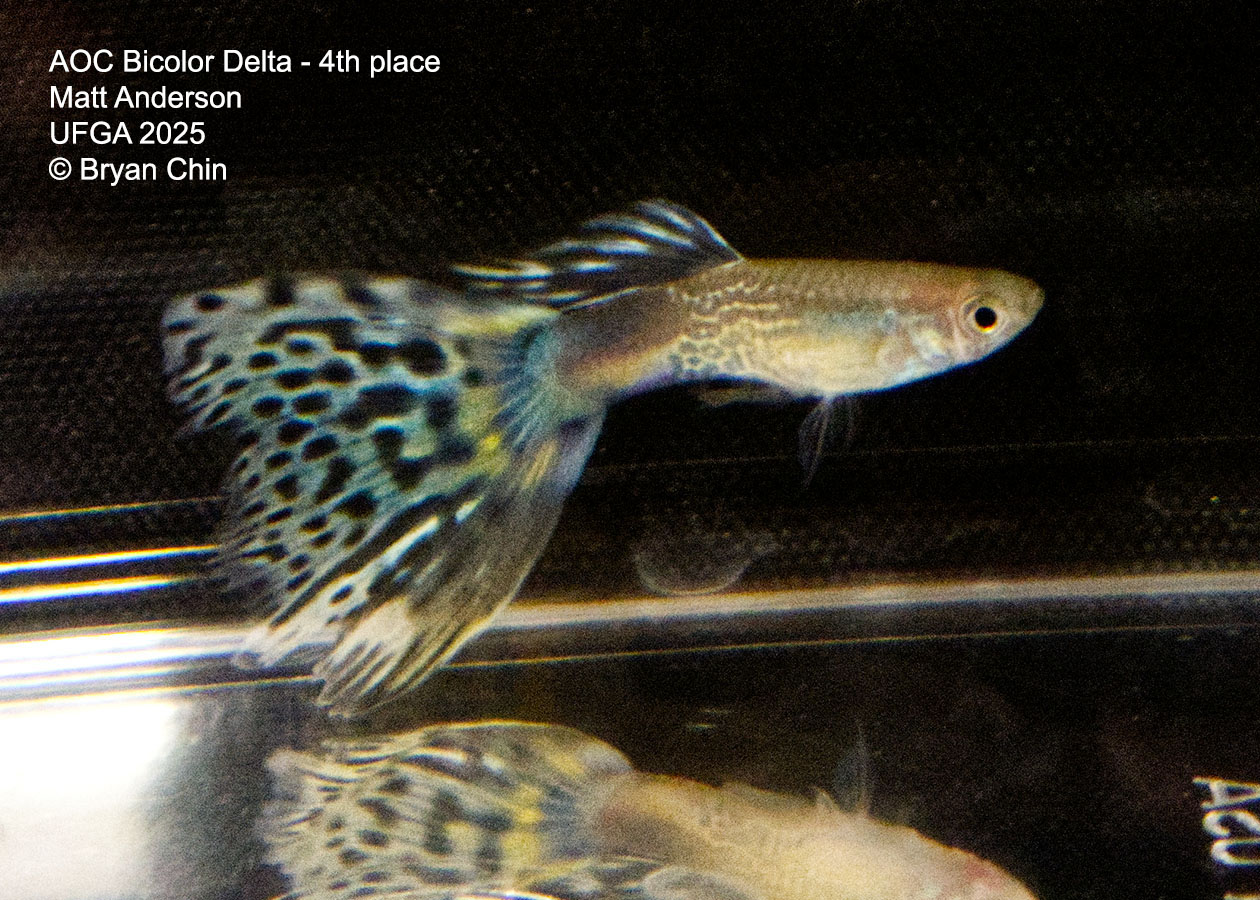 Guppy Bicolor 